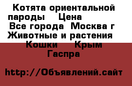 Котята ориентальной пароды  › Цена ­ 12 000 - Все города, Москва г. Животные и растения » Кошки   . Крым,Гаспра